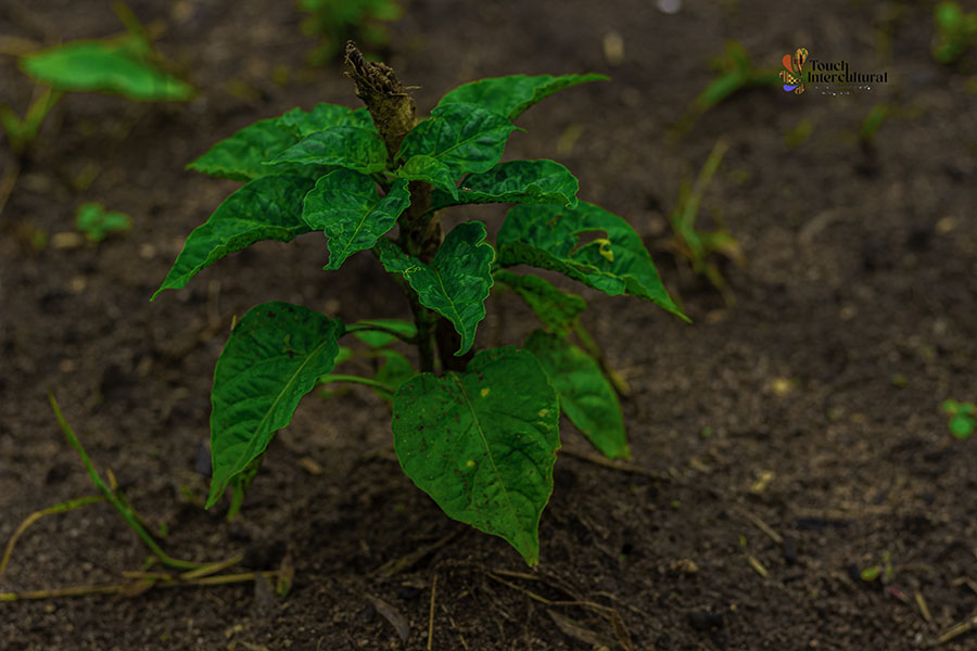 Touch-Intercultural-farm-project12
