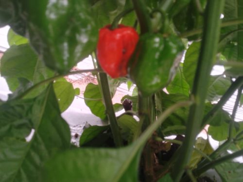 IMG-20260718-WA0032