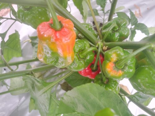 IMG-20260718-WA0033