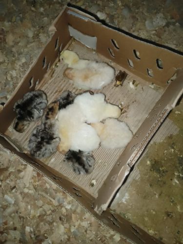 Poultry Pen
