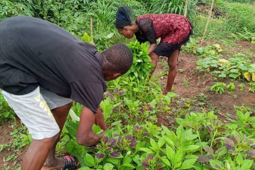 farm14
